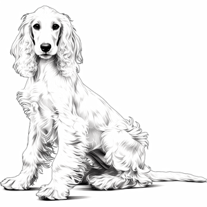 Afghan Hound