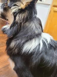 Fawn, sobel, bruna prickar eller helsvart (A-lokus)