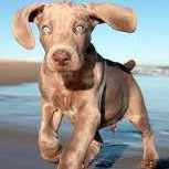 Utspädd pälsfärg (D-lokus)