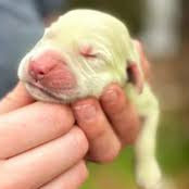 Färgintensitet (I-lokus)