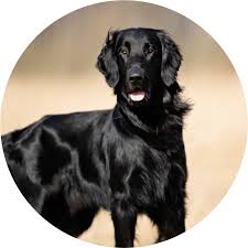 Dominant svart (K-lokus)