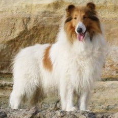 Vit fläckning (S-lokus)